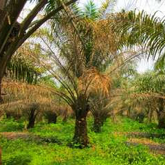 baja mefer, baja sawit terbaik untuk besarkan buah