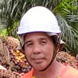 baja mefer baja sawit terebaik baja untuk membesarkan buah sawit
