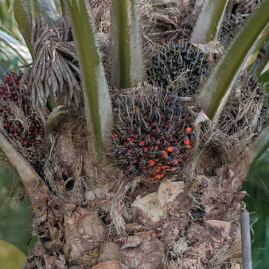 baja mefer, baja sawit terbaik untuk buah