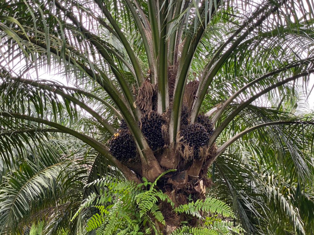 baja mefer baja sawit terbaik baja sawit mefer